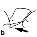Drawing of Stigmatomma fulvida petiole in profile