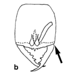 Drawing of Stigmatomma sakaii face