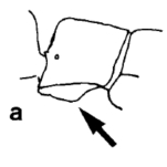 Drawing of Stigmatomma sakaii in profile