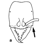 Drawing of Stigmatomma silvestrii face