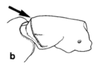 Cerapachys biroi protonum in dorso-lateral view