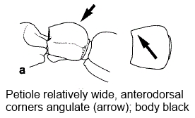 Cerapachys daikoku petiole in d&lview