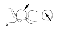 Cerapachys humicola petiole  in f&dview