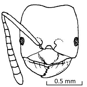 Drawing of Acropyga acutiventris face