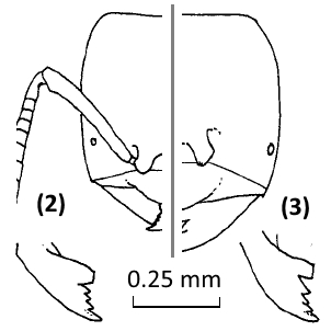 Image of Acropyga subgenus Atopodon