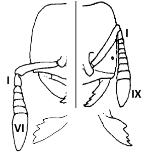 Image of Acropyga subgenus Rhyzomyrma