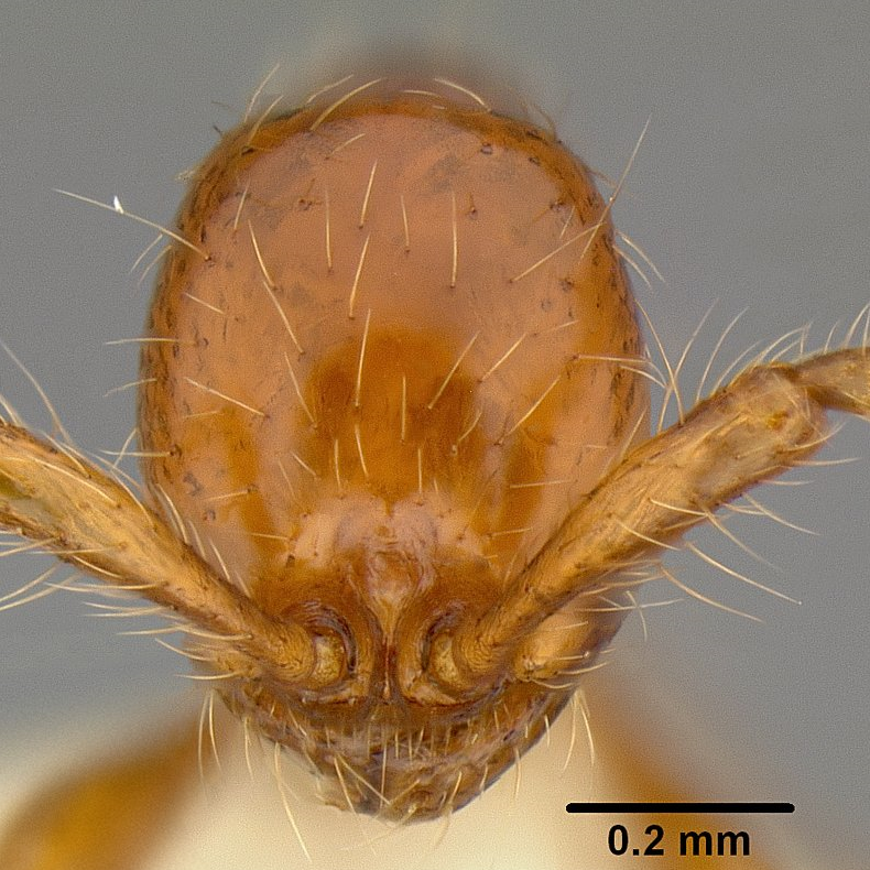 Aenictus face