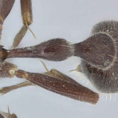 Image Tetraponera attenuata