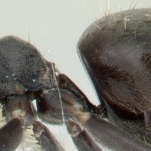 Technomyrmex Petiolus