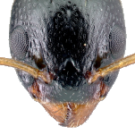 Dolichoderus quadripunctatus face
