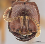 Dorylus fulvus fulvus soldier face