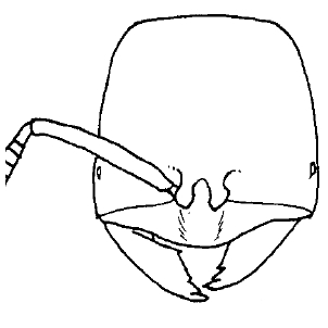 Acropyga guanxiensis face