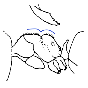 Acropyga guanxiensis thorax