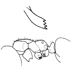 Acropyga kinomurai thorax lateral view