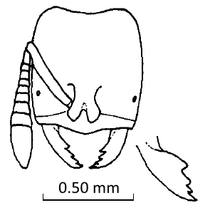 Acropyga yaeyamensis face