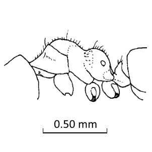 Acropyga yaeyamensis thorax lateral view