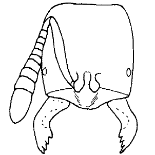 Acropyga yunnanensis