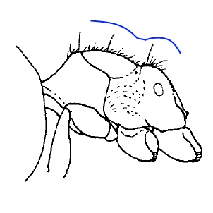 Acropyga yunnanensis