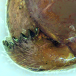 Image of a right Lasius mandible: photo Olivier Ruiz