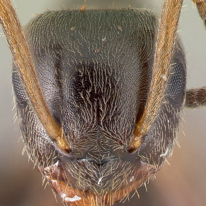 Lasius head, frontal view