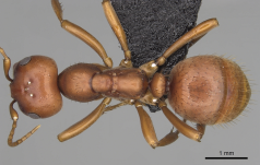 Polyergus breviceps dorsal view
