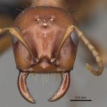Polyergus breviceps face