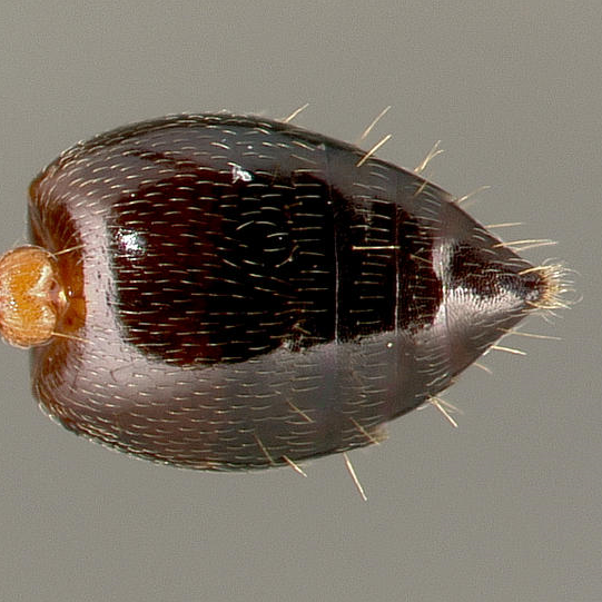 Image Crematogaster hespera gaster heart-like in dorsal view