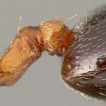 Image Crematogaster hespera petiole, profile view