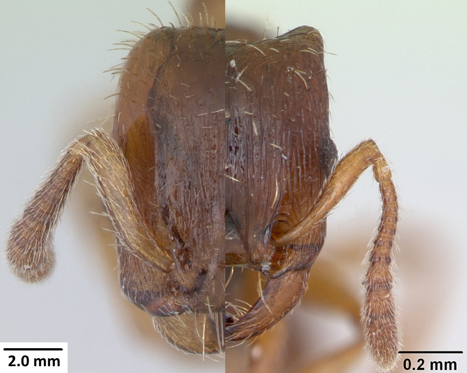 Image Strongylognathus testaceus face