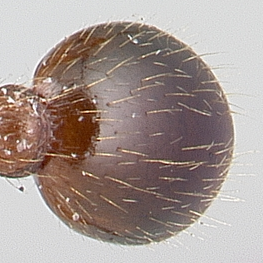 Image Crematogaster hespera gaster heart-like in dorsal view