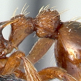 Image petiole Myrmica rubra profile