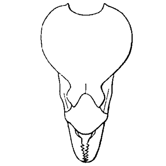 of Pyramica baudueri's face