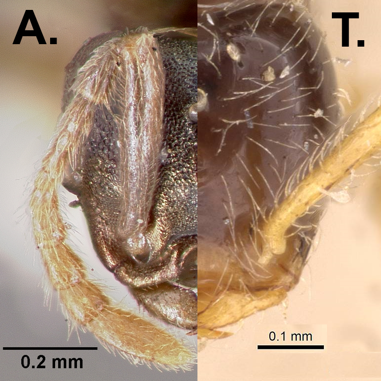 Image face of keft Teleutomyrmex and right Anergates