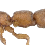 Ponerine petiole profile view