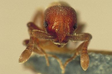 Discothyrea kamiteta face