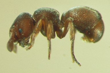 Discothyrea kamiteta profile view
