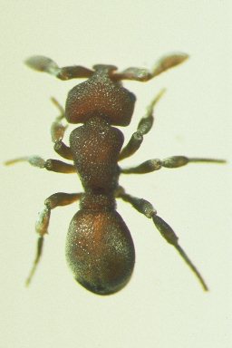 Discothyrea kamiteta dorsal view