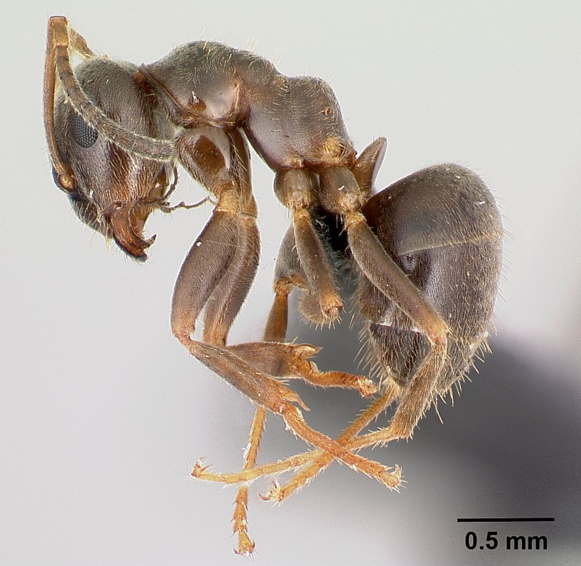 Ant mesosoma lateral view