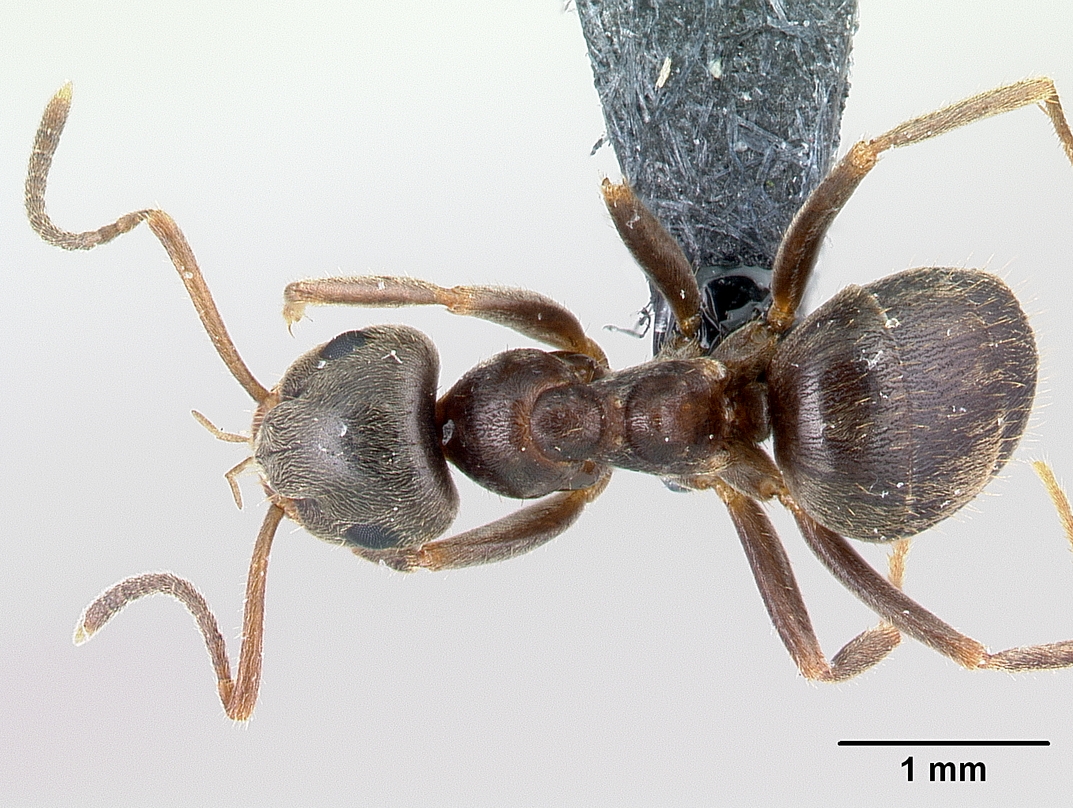 Ant mesosoma dorsal view